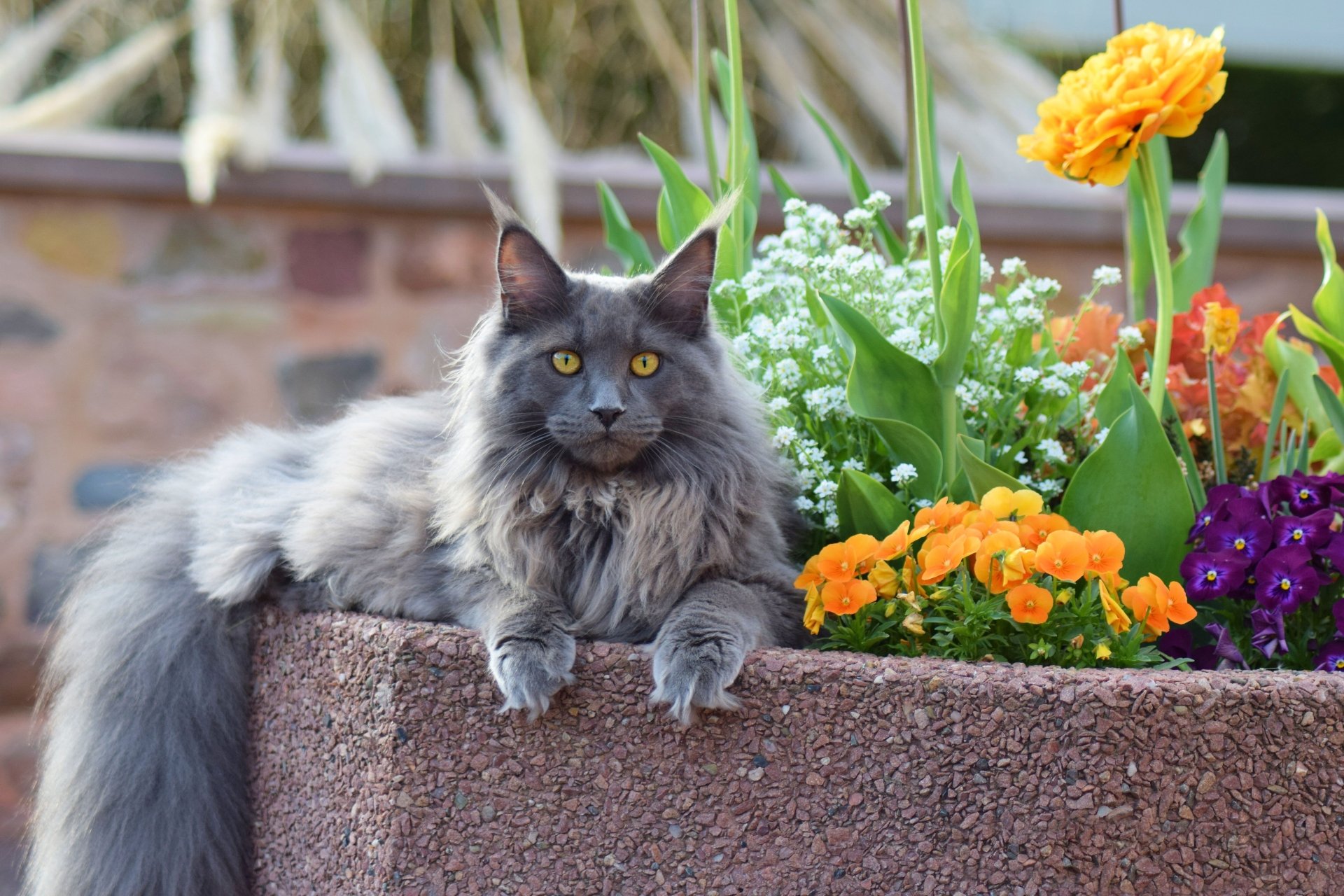 Download Animal Maine Coon 4k Ultra HD Wallpaper