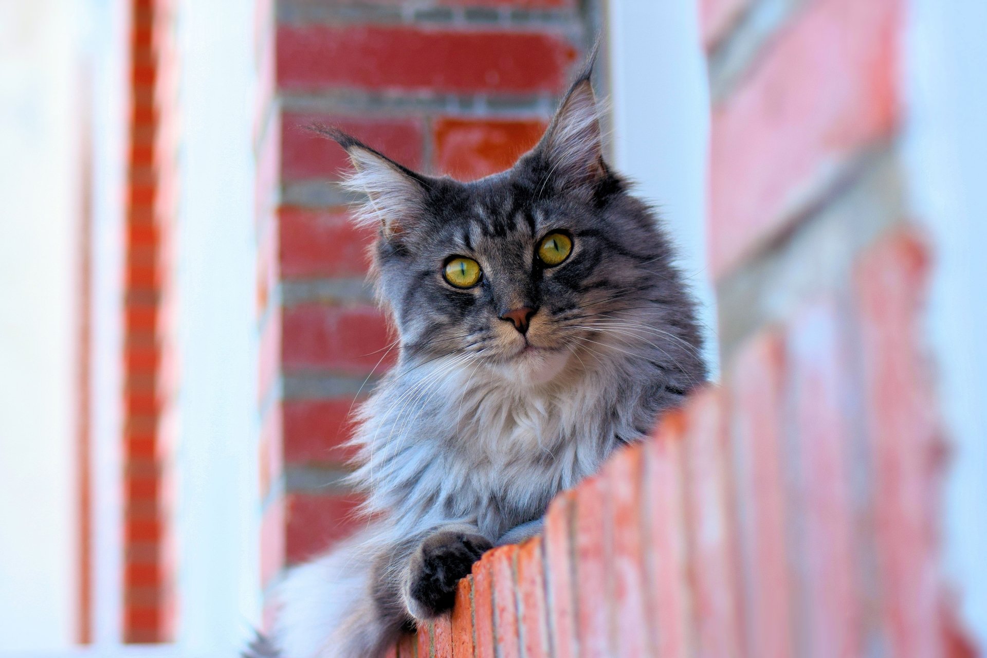 Download Animal Maine Coon 4k Ultra HD Wallpaper