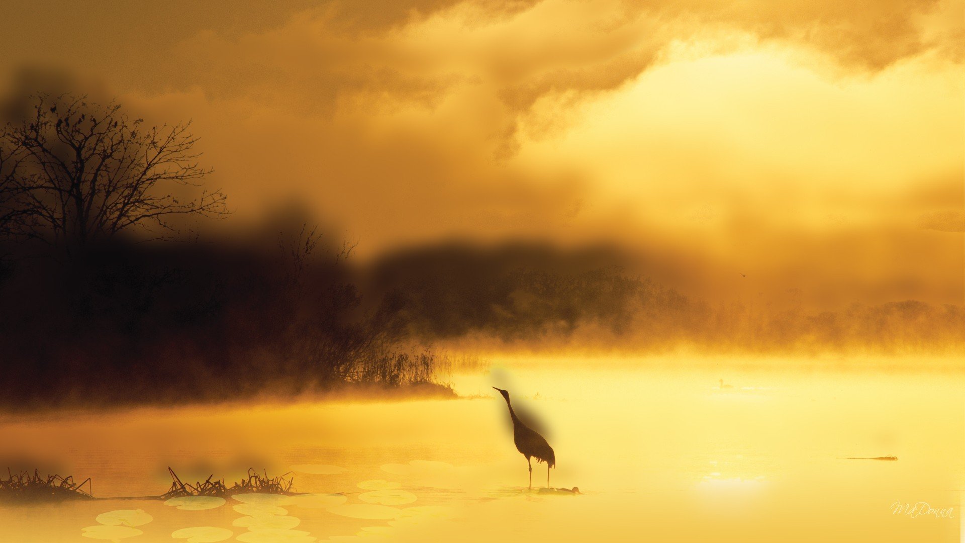 Download Animal Bird HD Wallpaper
