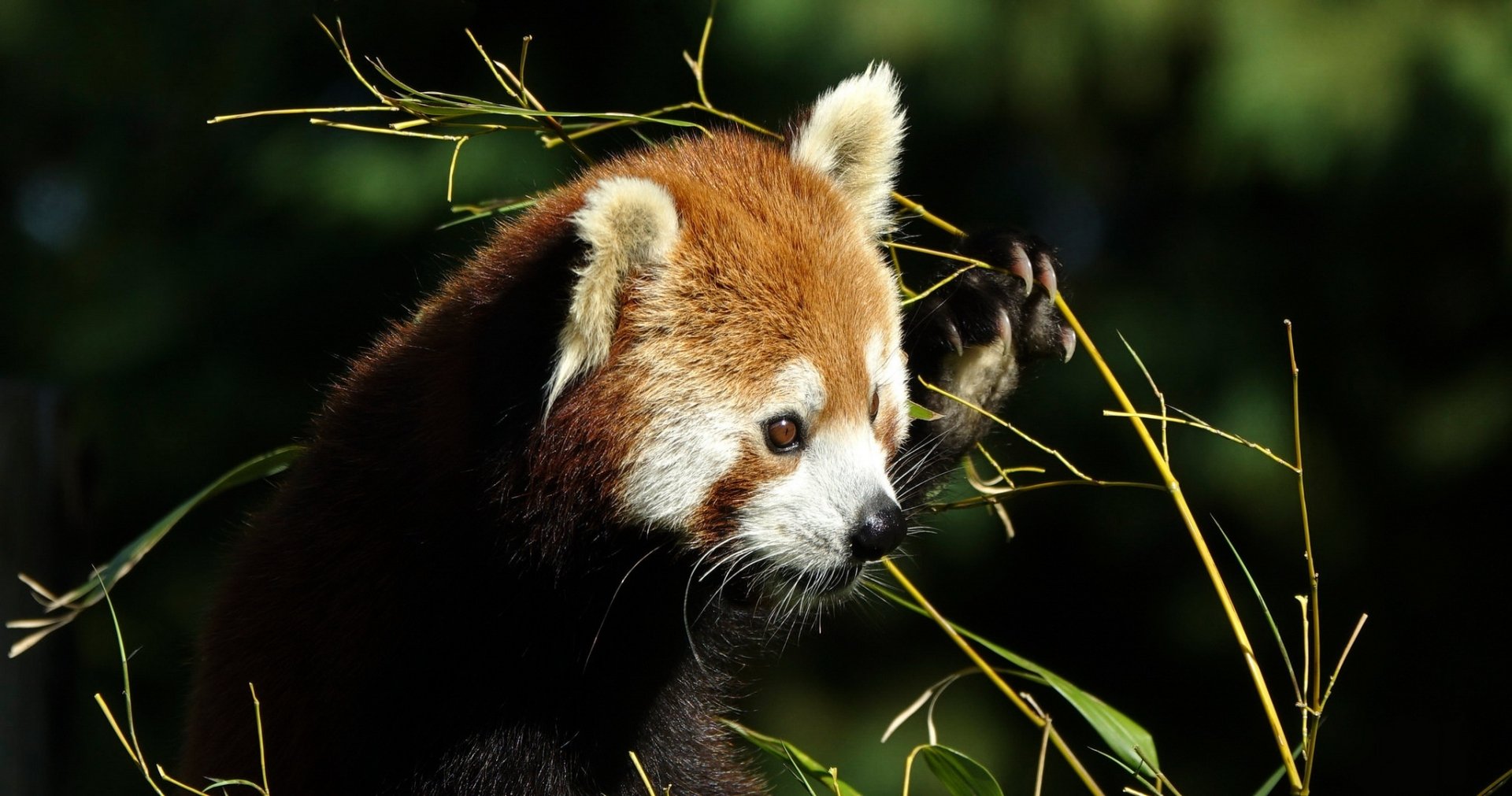 Animal Red Panda HD Wallpaper