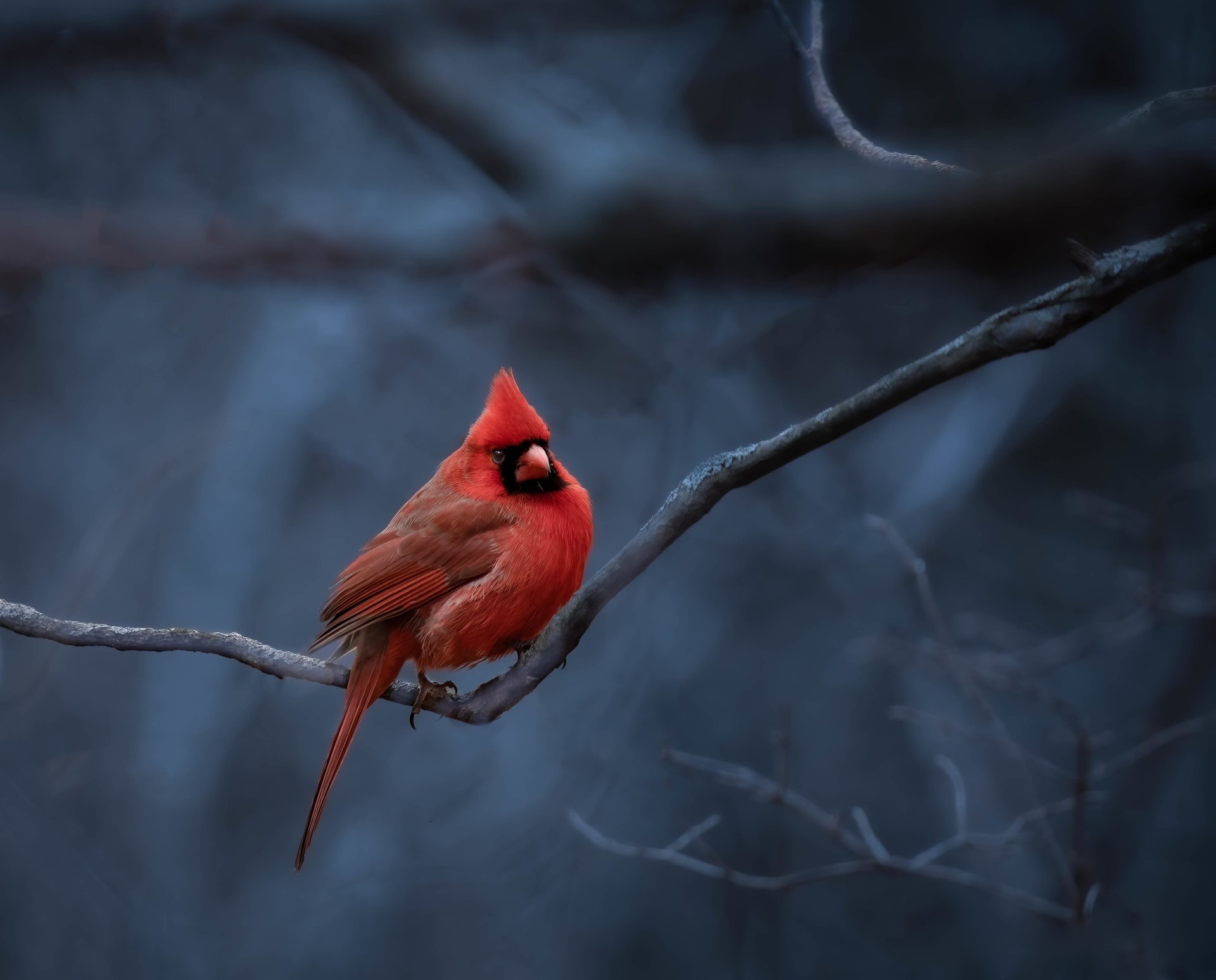 Download Animal Cardinal 4k Ultra HD Wallpaper