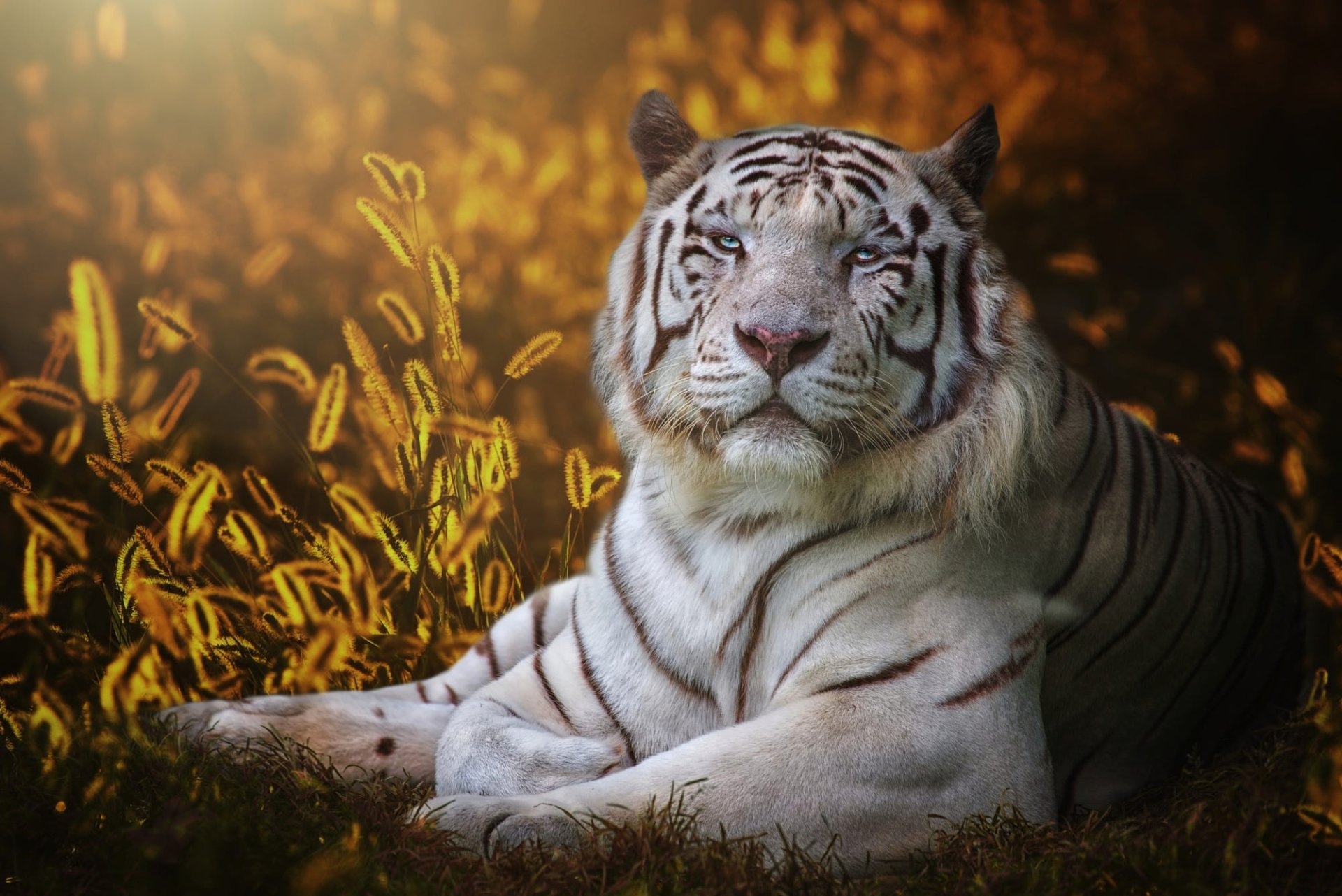 Download Animal White Tiger HD Wallpaper