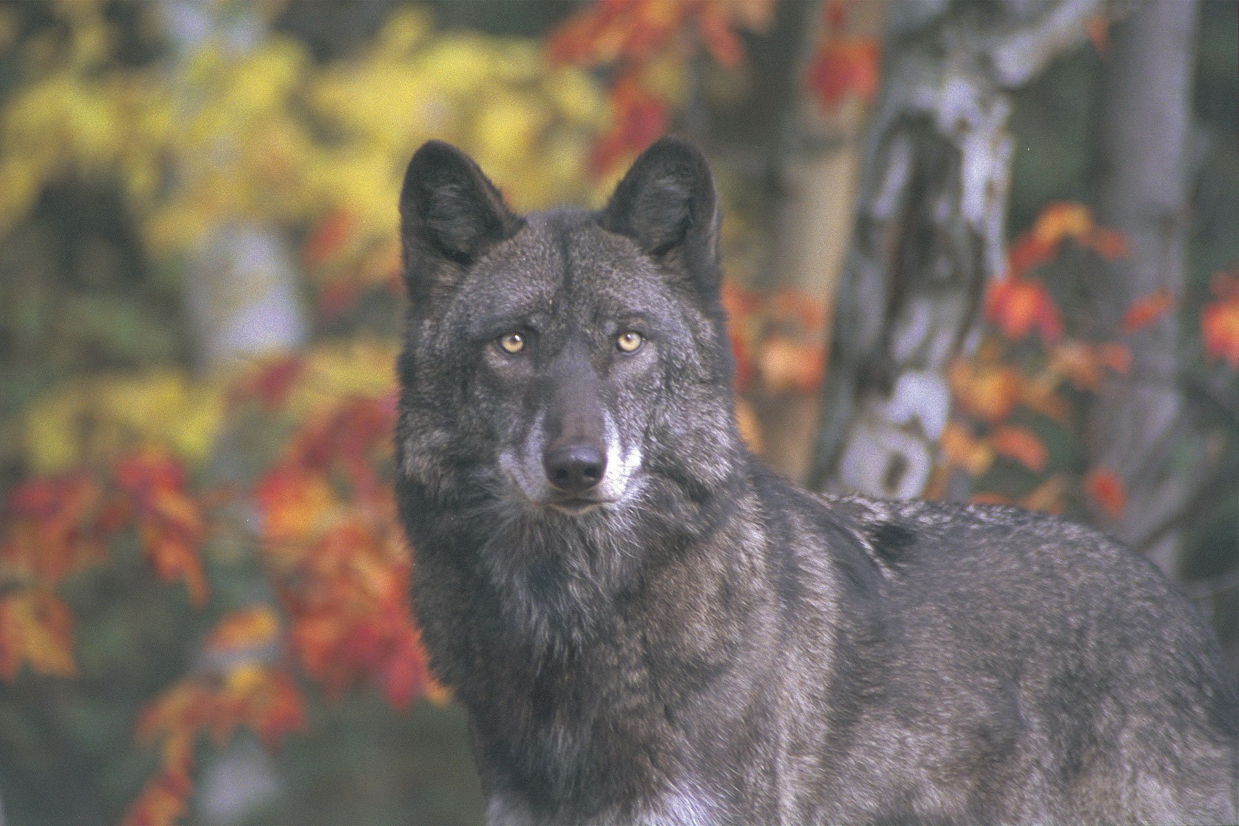 HD PC desktop wallpaper featuring a close-up of a gray wolf against a backdrop of autumn foliage.