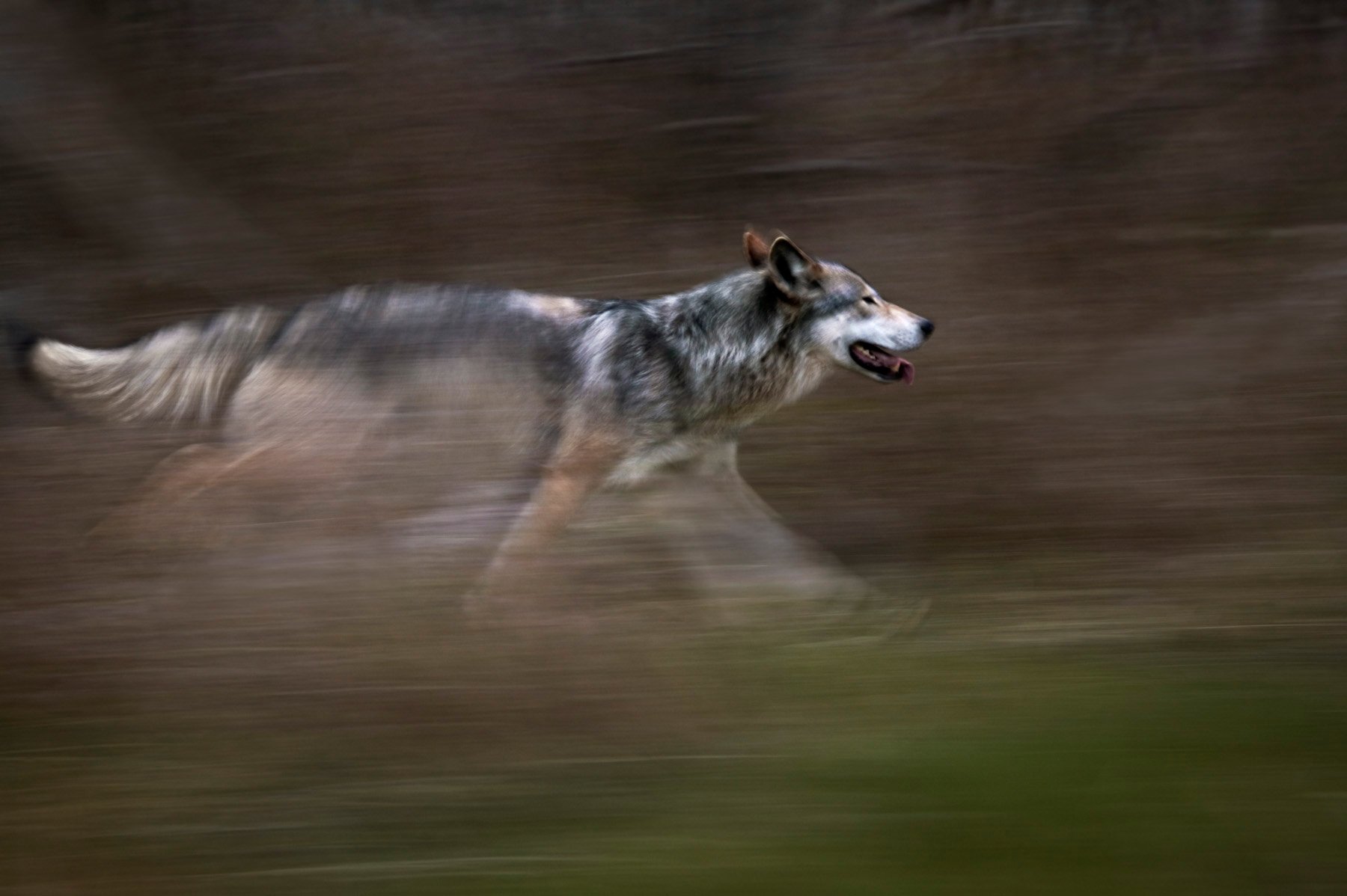 Majestic Wolf in Motion - HD Animal Wallpaper | 1800x1198 | Wallpaper Abyss