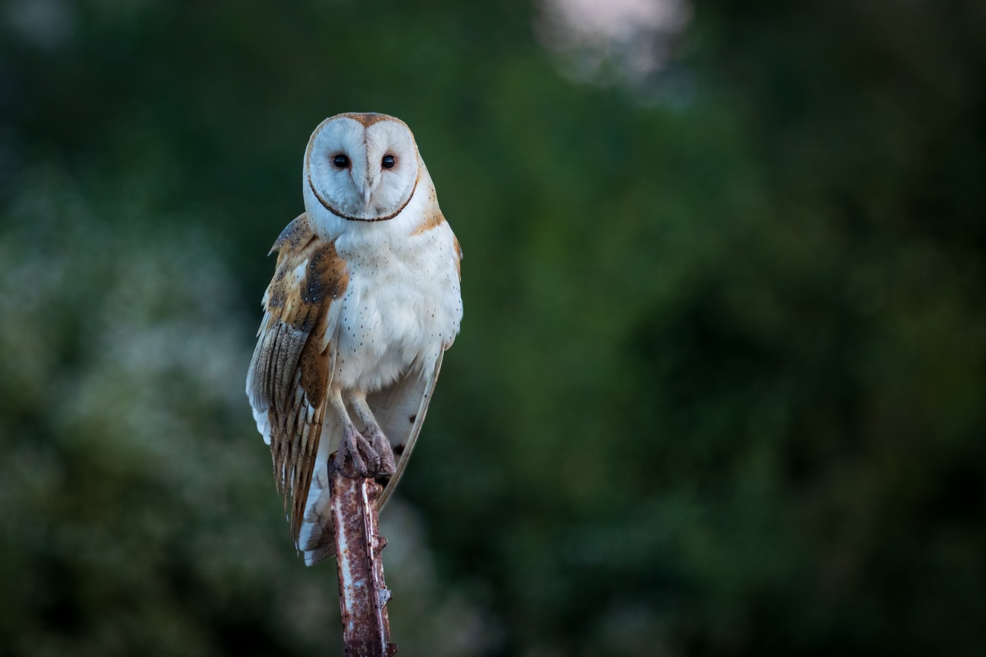 Download Animal Barn Owl 4k Ultra HD Wallpaper