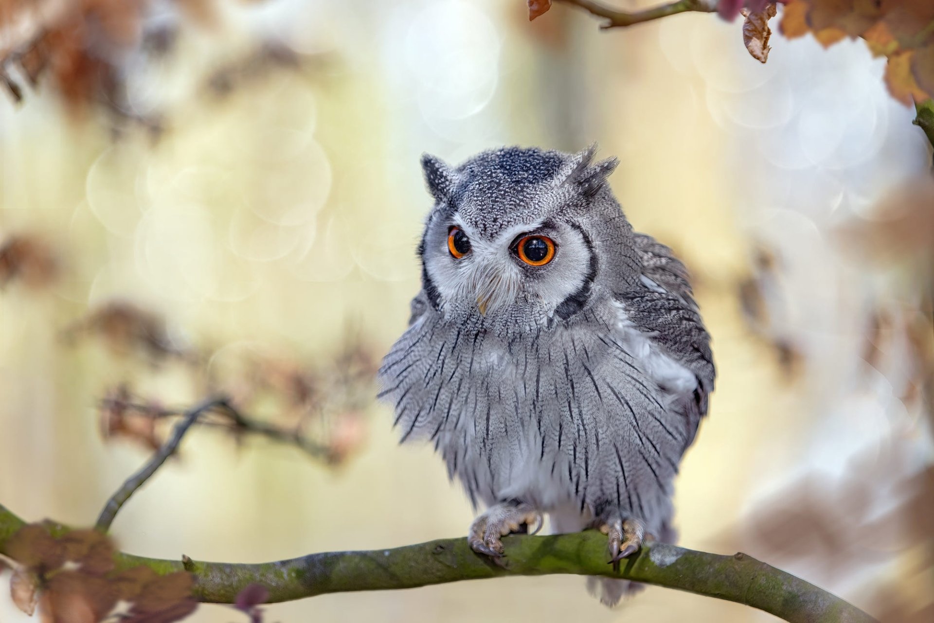 Download Animal Owl HD Wallpaper