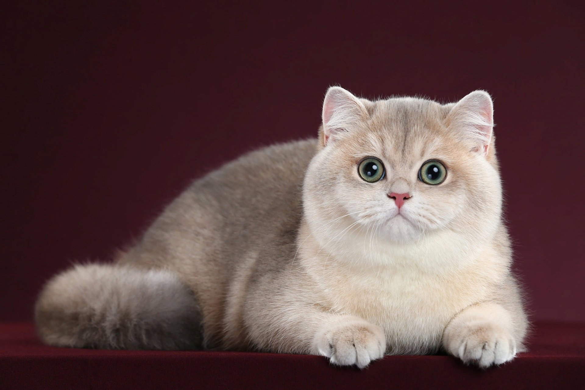 Download Animal Cat HD Wallpaper