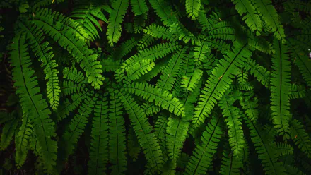 nature fern HD Desktop Wallpaper | Background Image