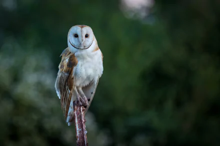 Animal barn owl HD Desktop Wallpaper | Background Image