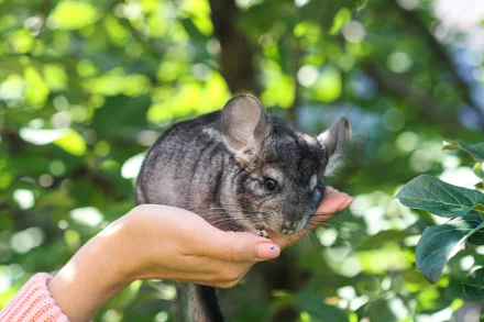 A close-up of a chinchilla perched on a person's hand, surrounded by lush green foliage, making an engaging HD desktop wallpaper and background.