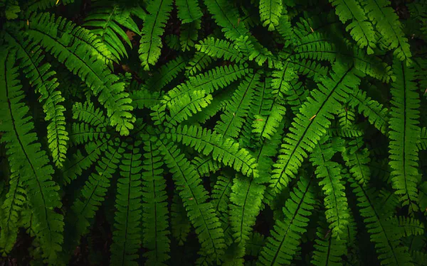 nature fern HD Desktop Wallpaper | Background Image
