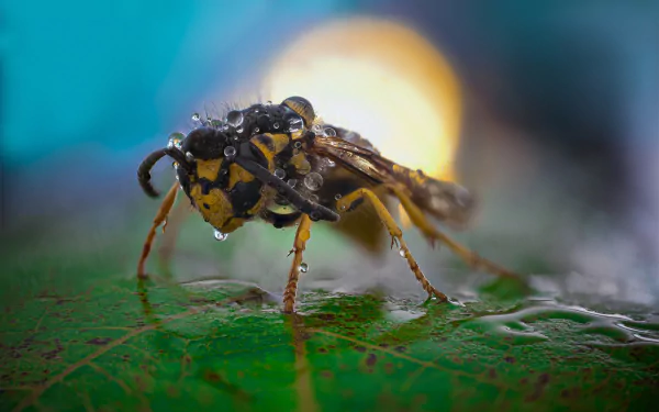 macro Animal hornet HD Desktop Wallpaper | Background Image