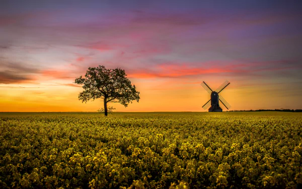 field nature rapeseed HD Desktop Wallpaper | Background Image