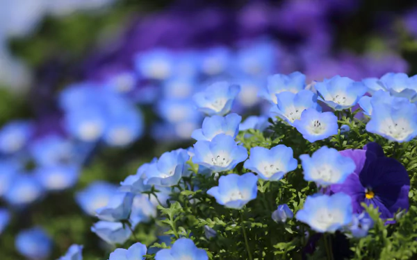 blue flower nature pansy HD Desktop Wallpaper | Background Image