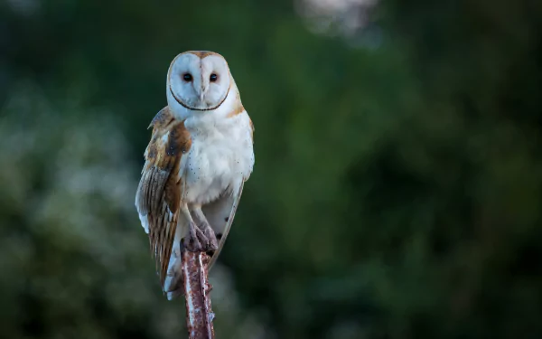 Animal barn owl HD Desktop Wallpaper | Background Image