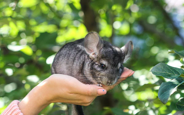 A close-up of a chinchilla perched on a person's hand, surrounded by lush green foliage, making an engaging HD desktop wallpaper and background.