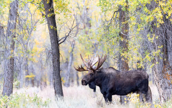 Animal moose HD Desktop Wallpaper | Background Image