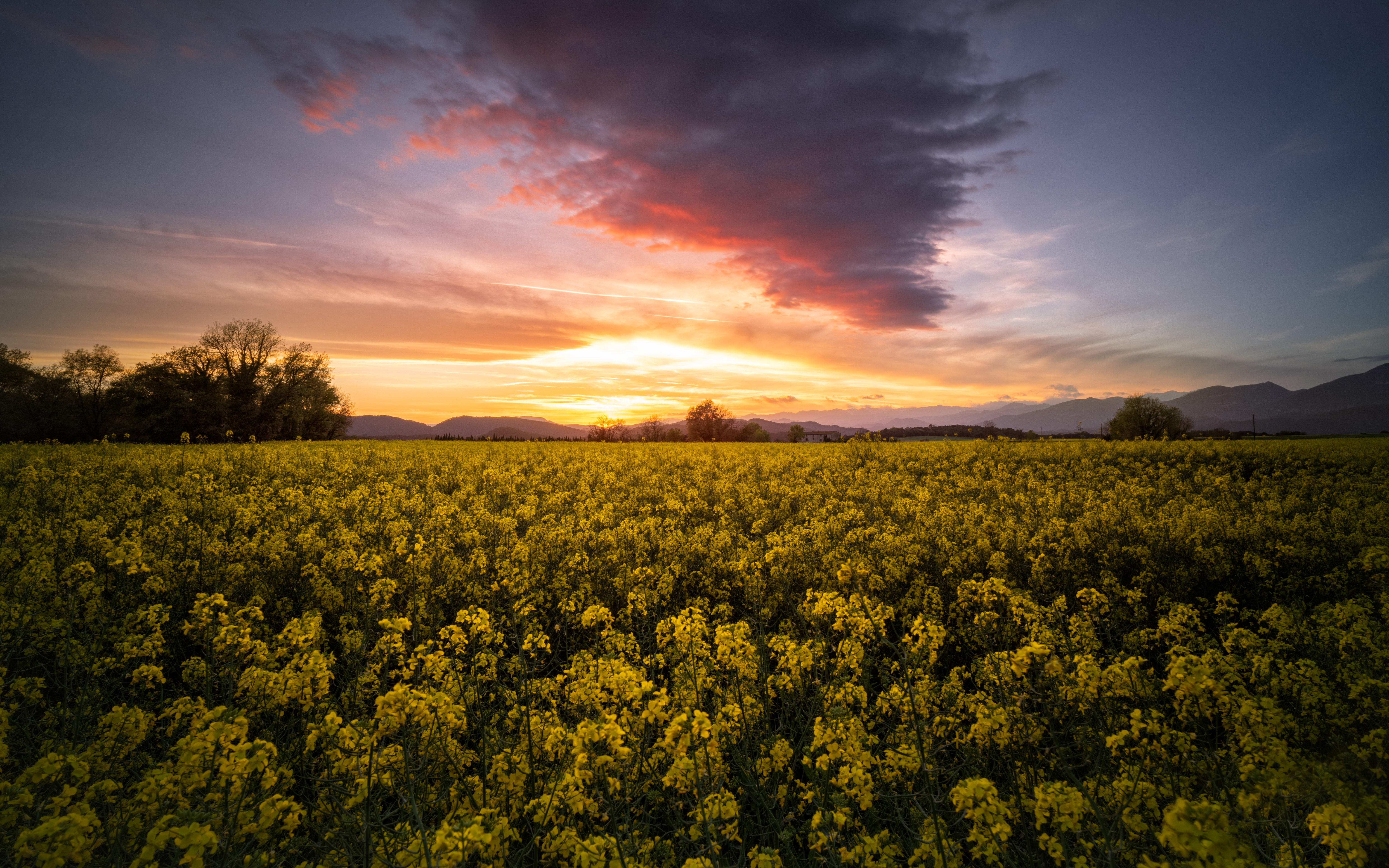 Earth Rapeseed HD Wallpaper | Background Image