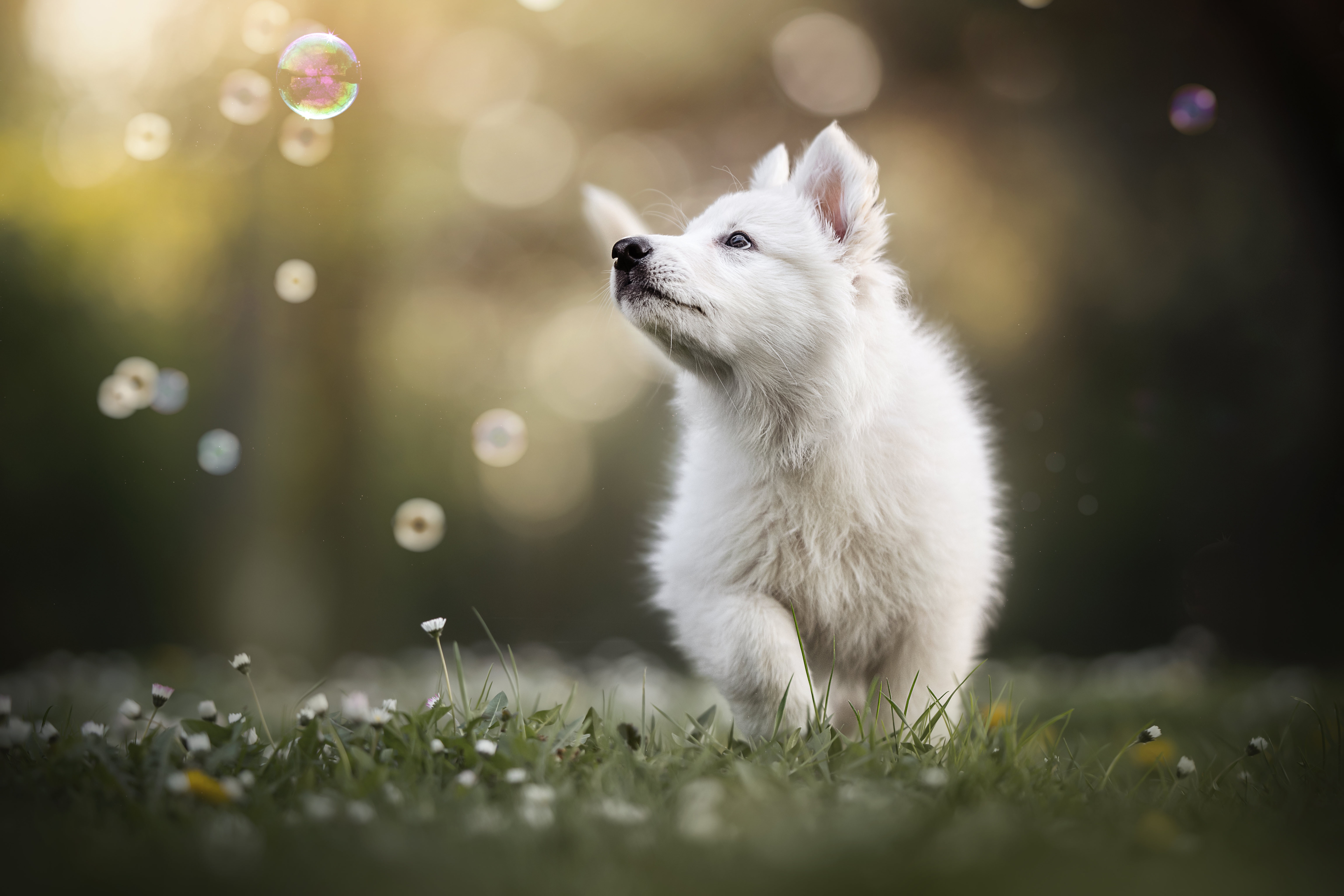 230+ 4K Puppy Wallpapers | Background Images