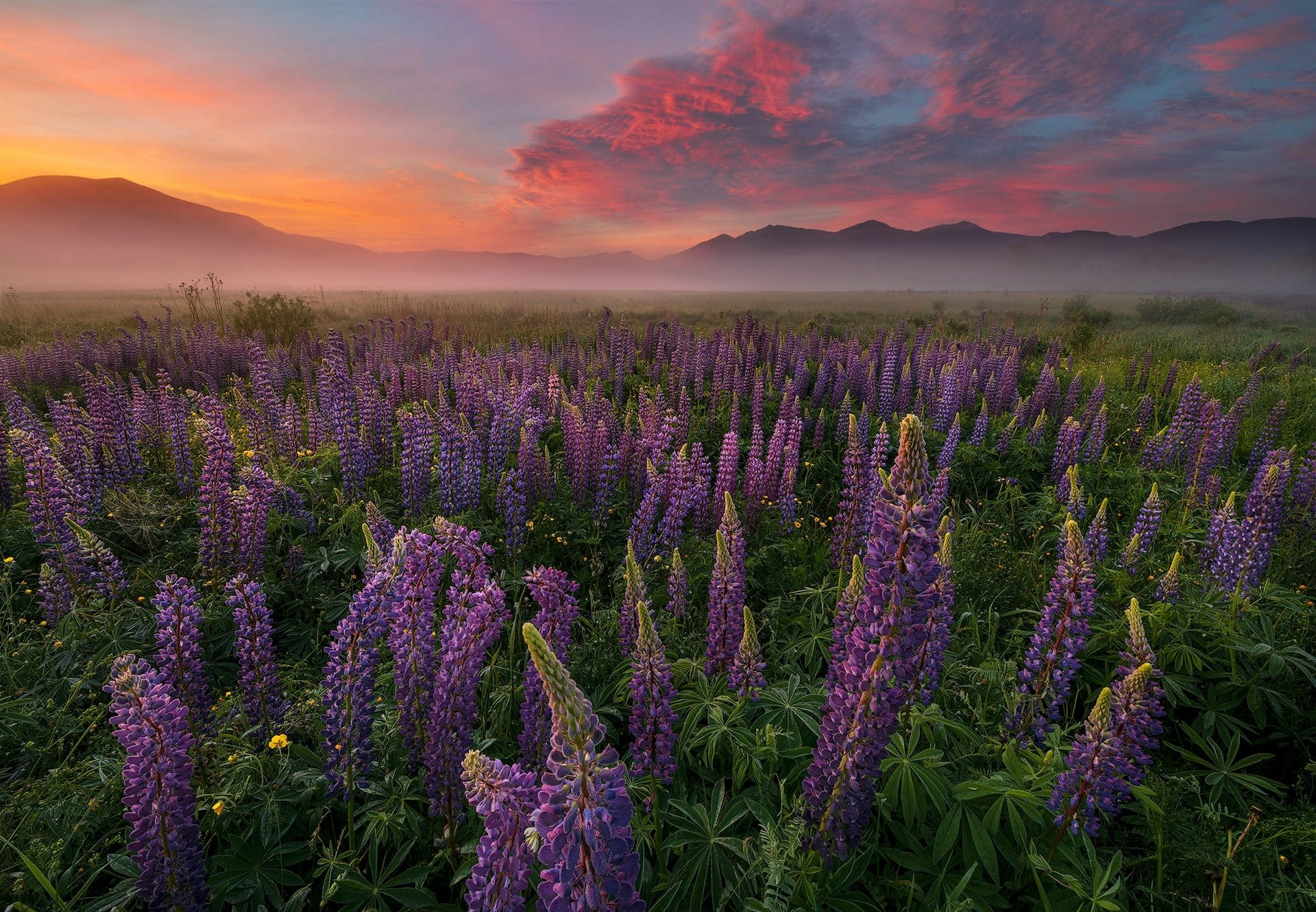 Download Nature Lupine HD Wallpaper
