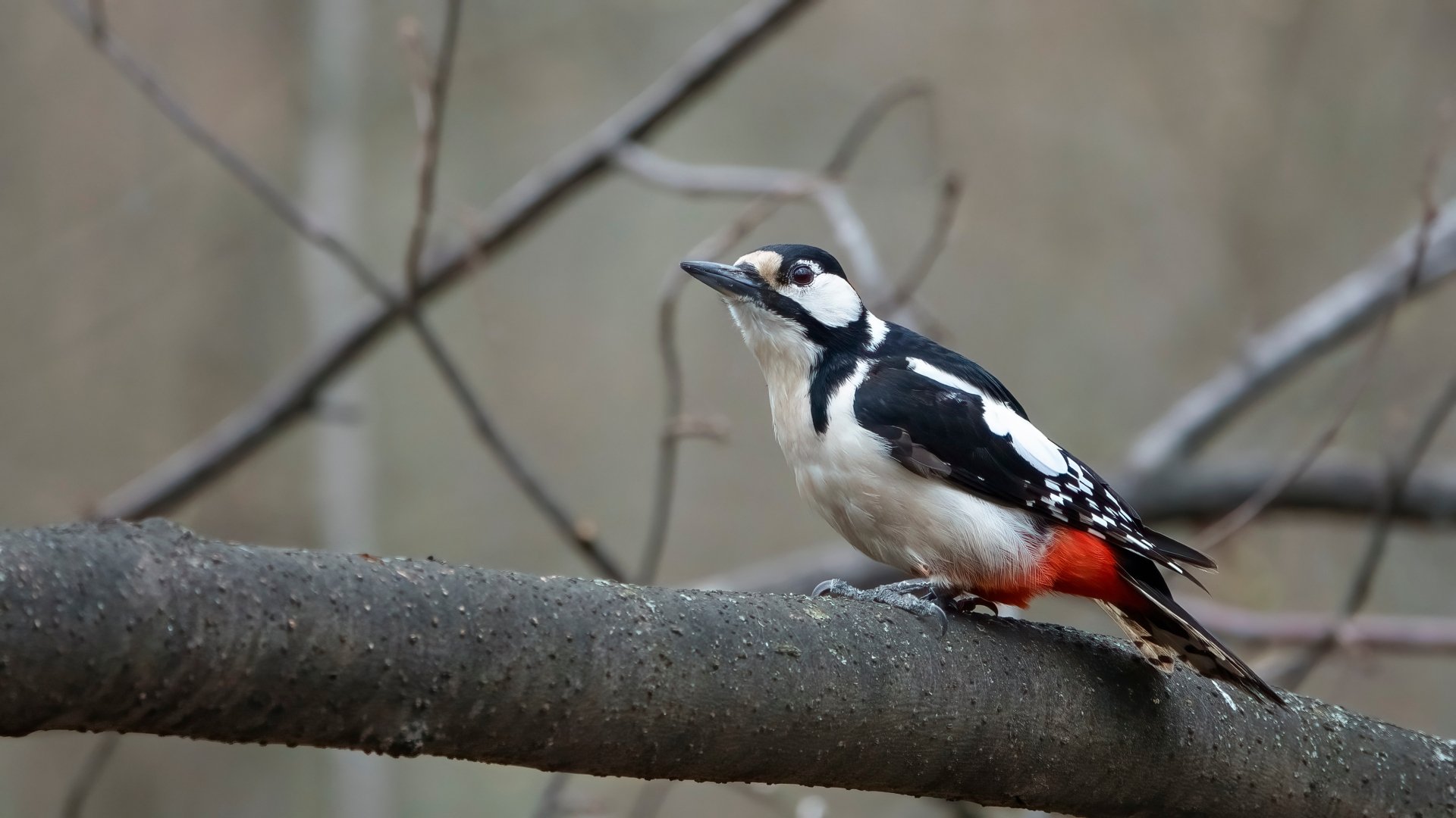 Download Animal Woodpecker 4k Ultra HD Wallpaper