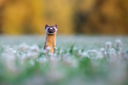 Animal marten HD Desktop Wallpaper | Background Image