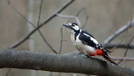  Woodpecker on a branch