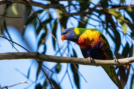 Animal rainbow lorikeet HD Desktop Wallpaper | Background Image