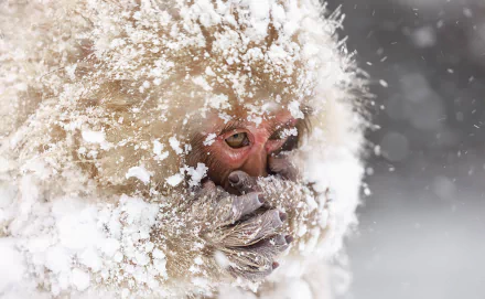  Japanese macaque under snow