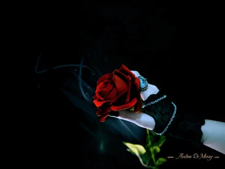 A dark, gothic HD desktop wallpaper featuring a gloved hand holding a vibrant red rose against a black background. Gothic jewelry adorns the wrist, adding an elegant, mystic touch.