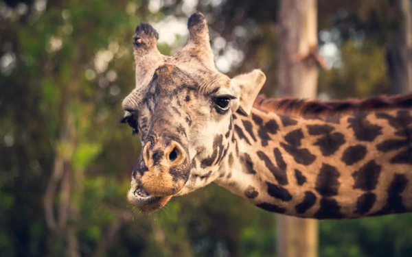 Animal giraffe HD Desktop Wallpaper | Background Image