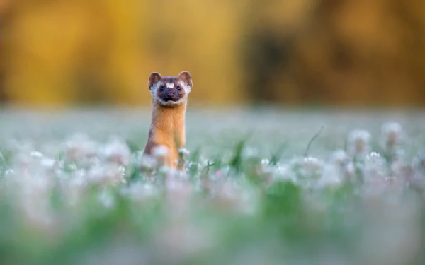 Animal marten HD Desktop Wallpaper | Background Image
