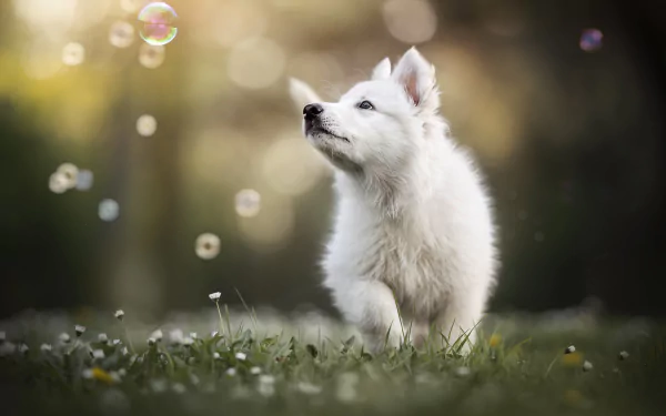 puppy Animal samoyed HD Desktop Wallpaper | Background Image