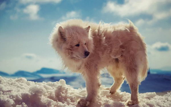 cub Animal arctic wolf HD Desktop Wallpaper | Background Image