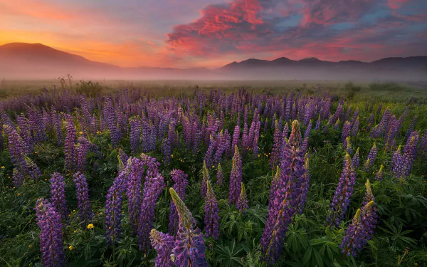 nature lupine HD Desktop Wallpaper | Background Image