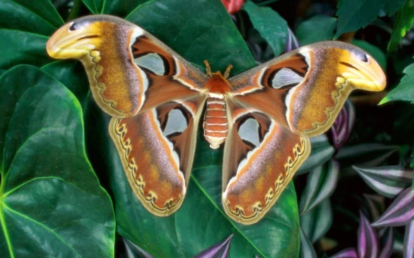 Animal moth HD Desktop Wallpaper | Background Image
