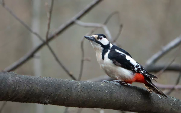  Woodpecker on a branch