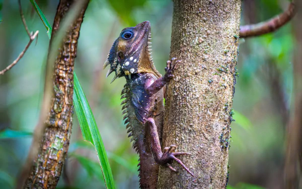 Animal iguana HD Desktop Wallpaper | Background Image