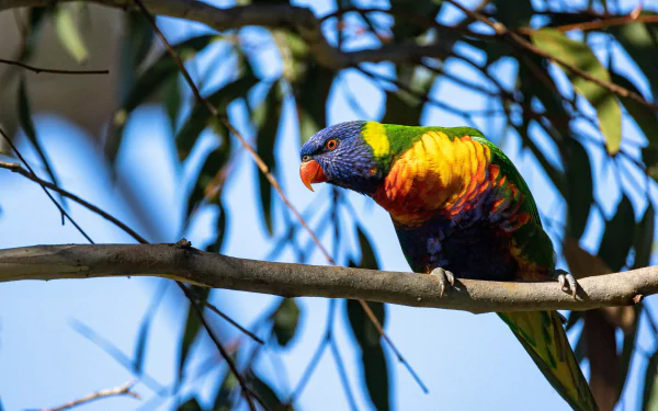 Animal rainbow lorikeet HD Desktop Wallpaper | Background Image