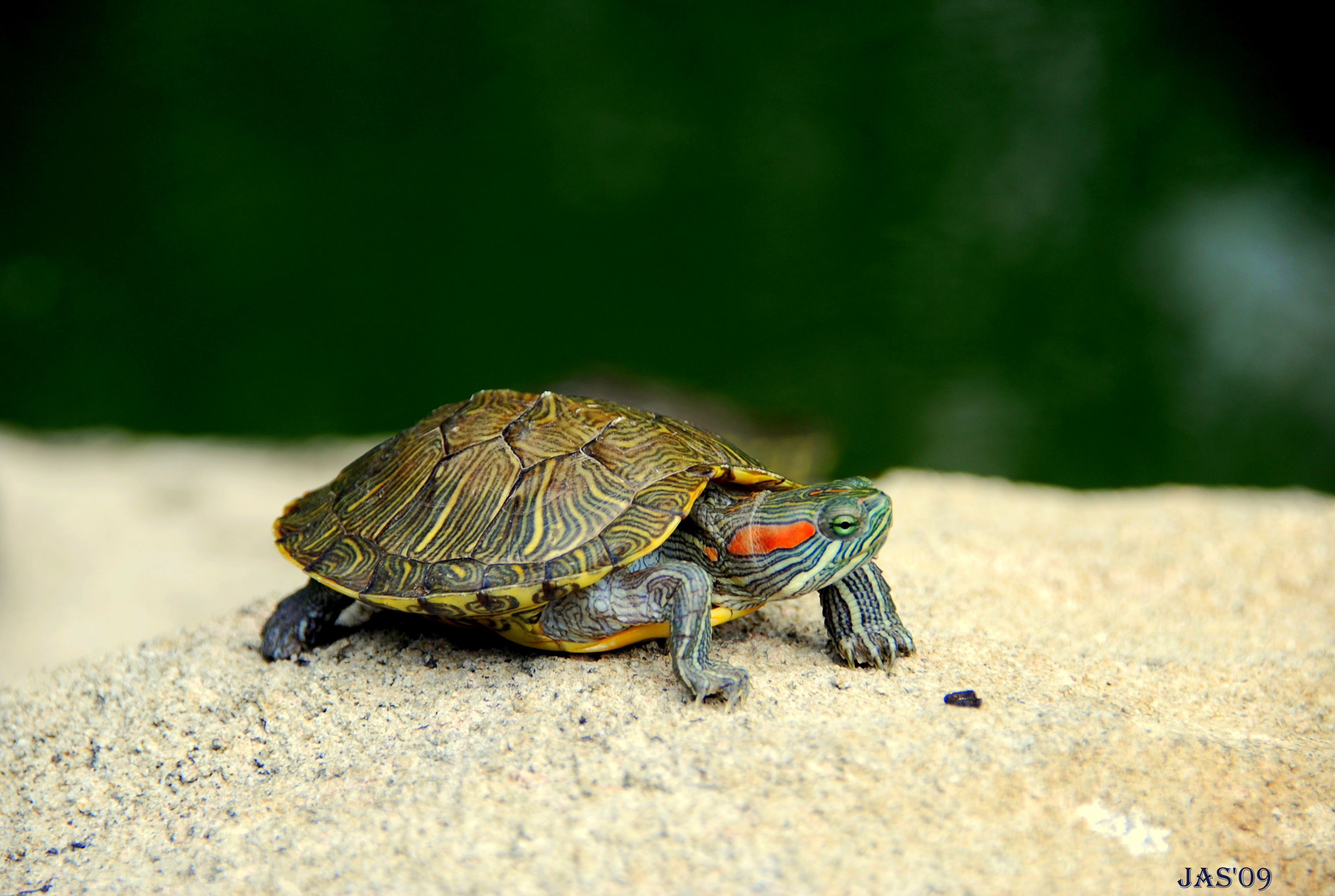 Animal Turtle HD Wallpaper | Background Image