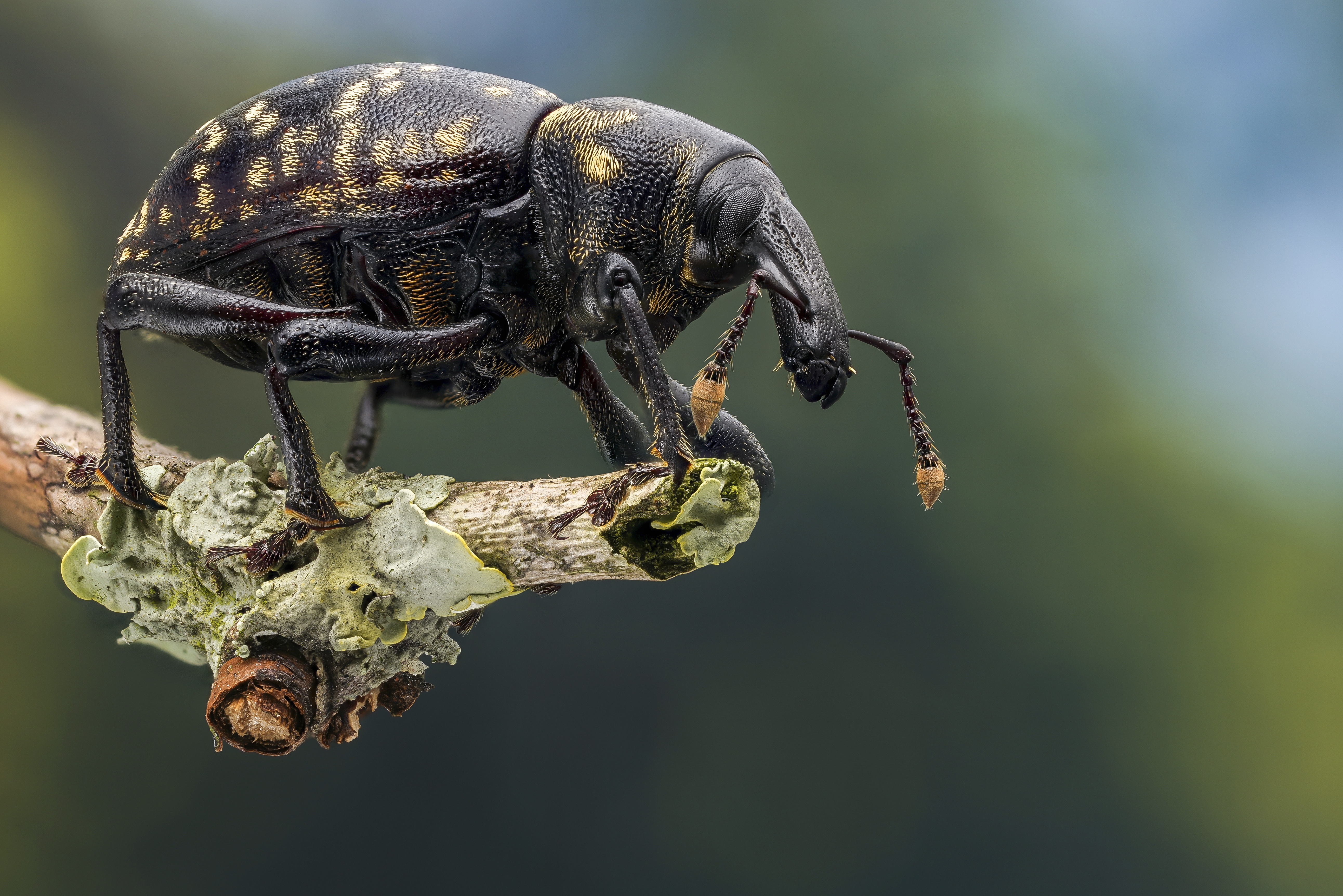 Animal Beetle HD Wallpaper | Background Image