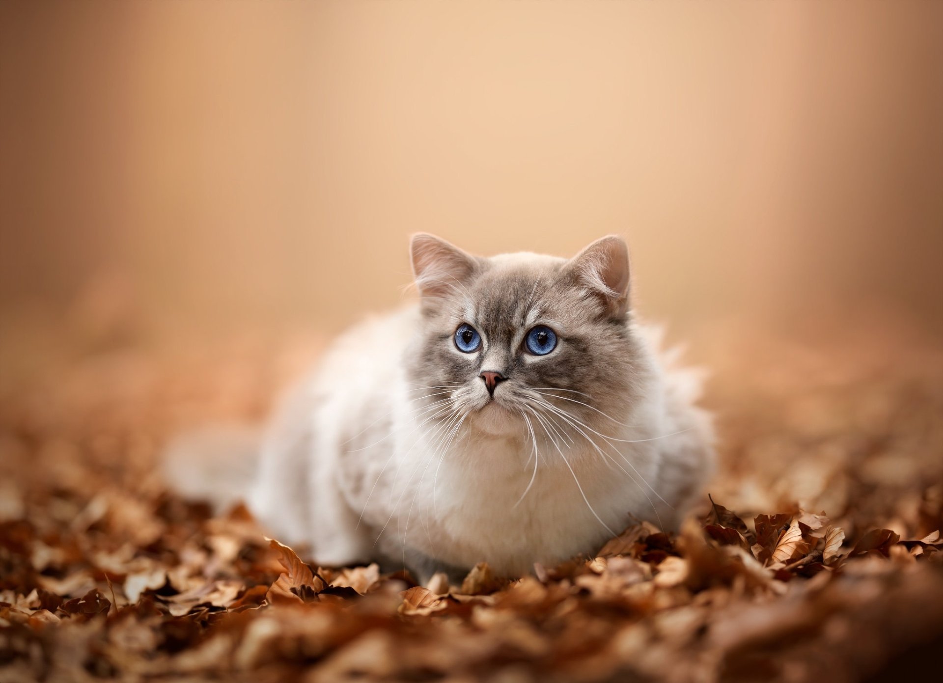 Download Ragdoll Animal Cat HD Wallpaper