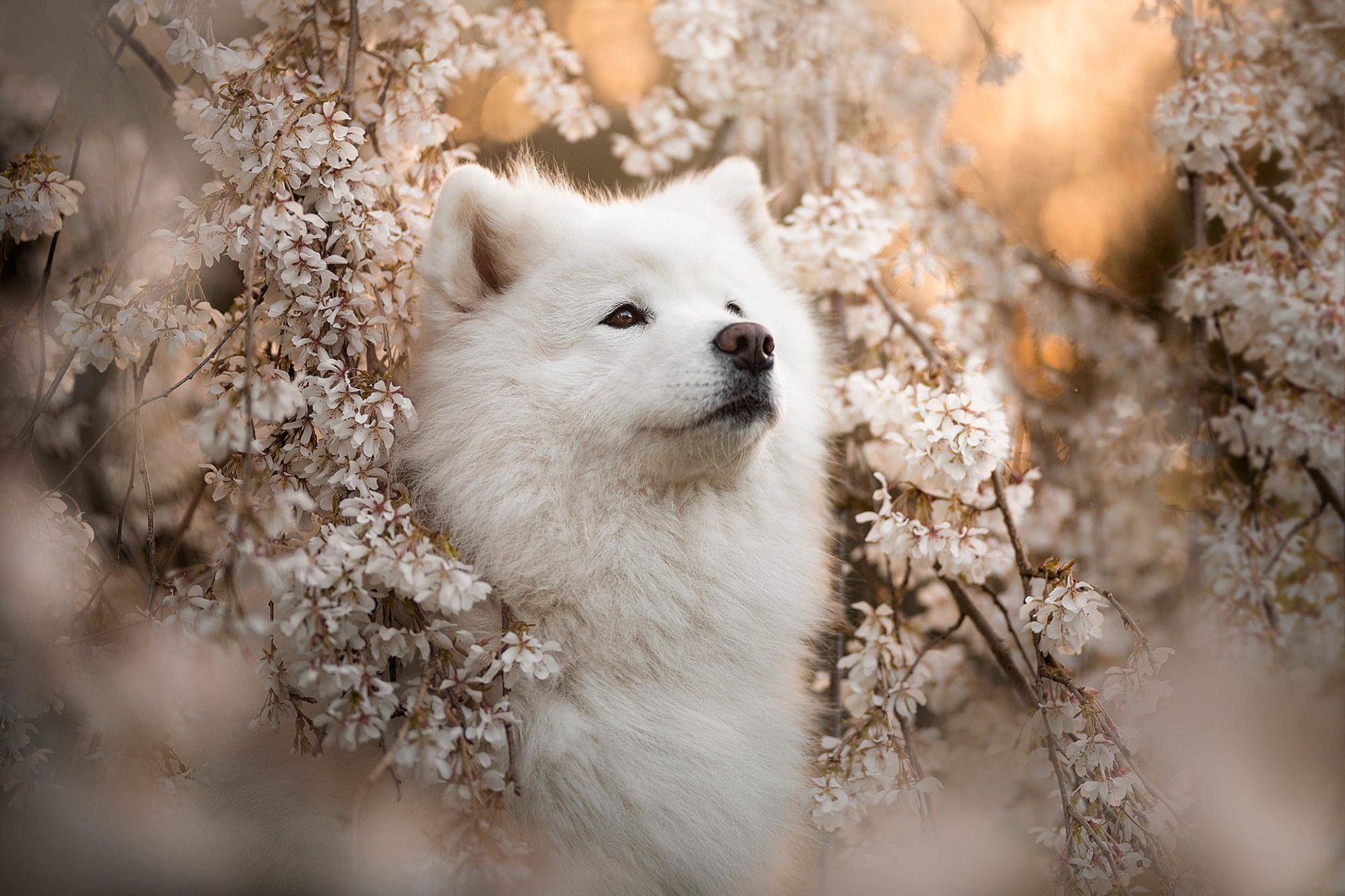 Download Animal Samoyed HD Wallpaper