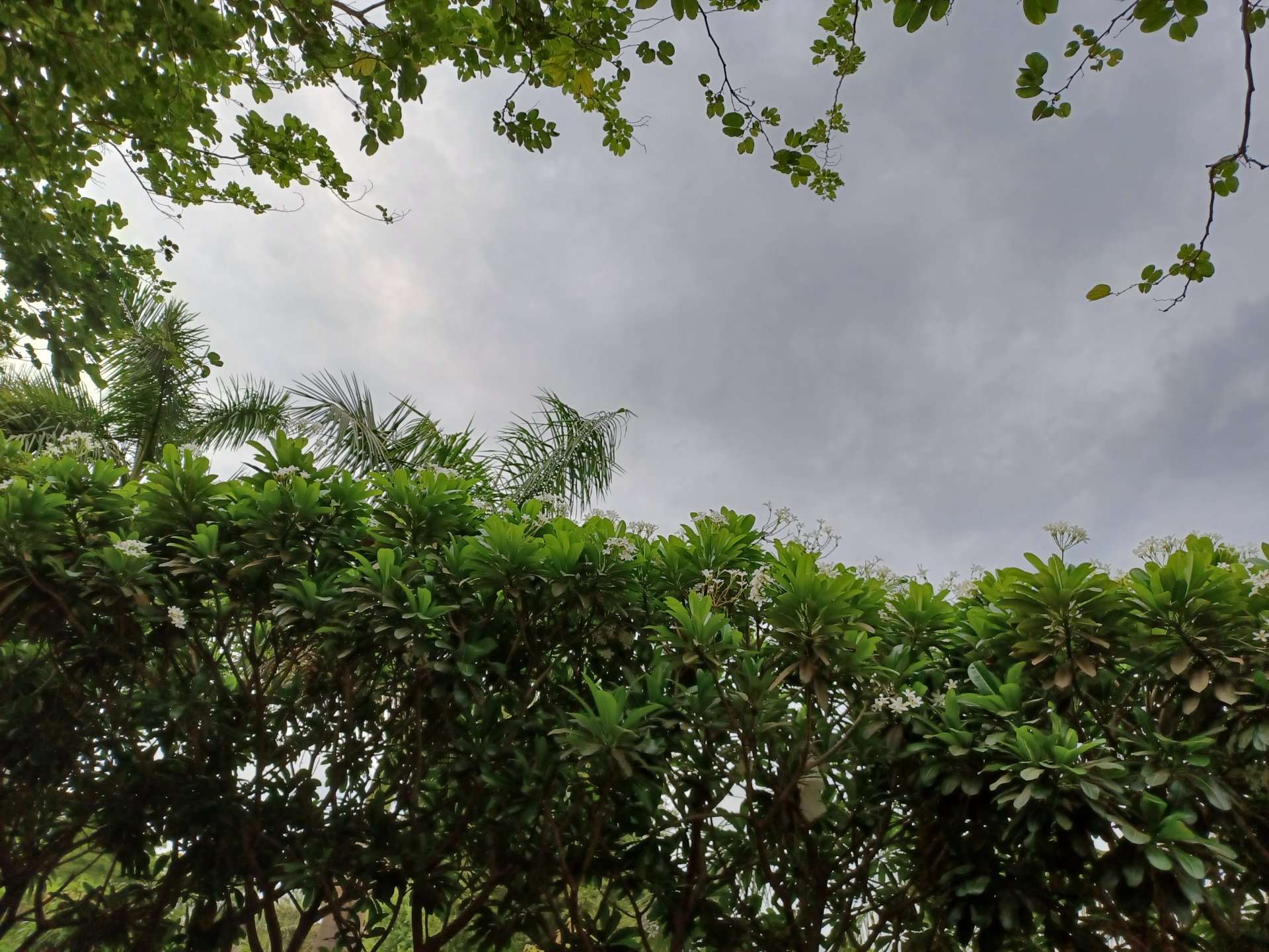 Download Rainy Clouds Sky Cloud Tree Photography Mobile Photography 4k ...