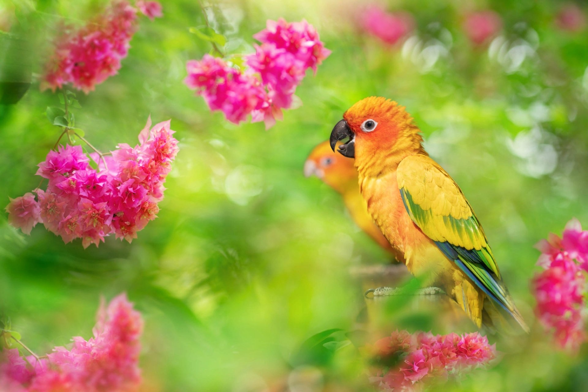 Download Animal Sun Parakeet HD Wallpaper