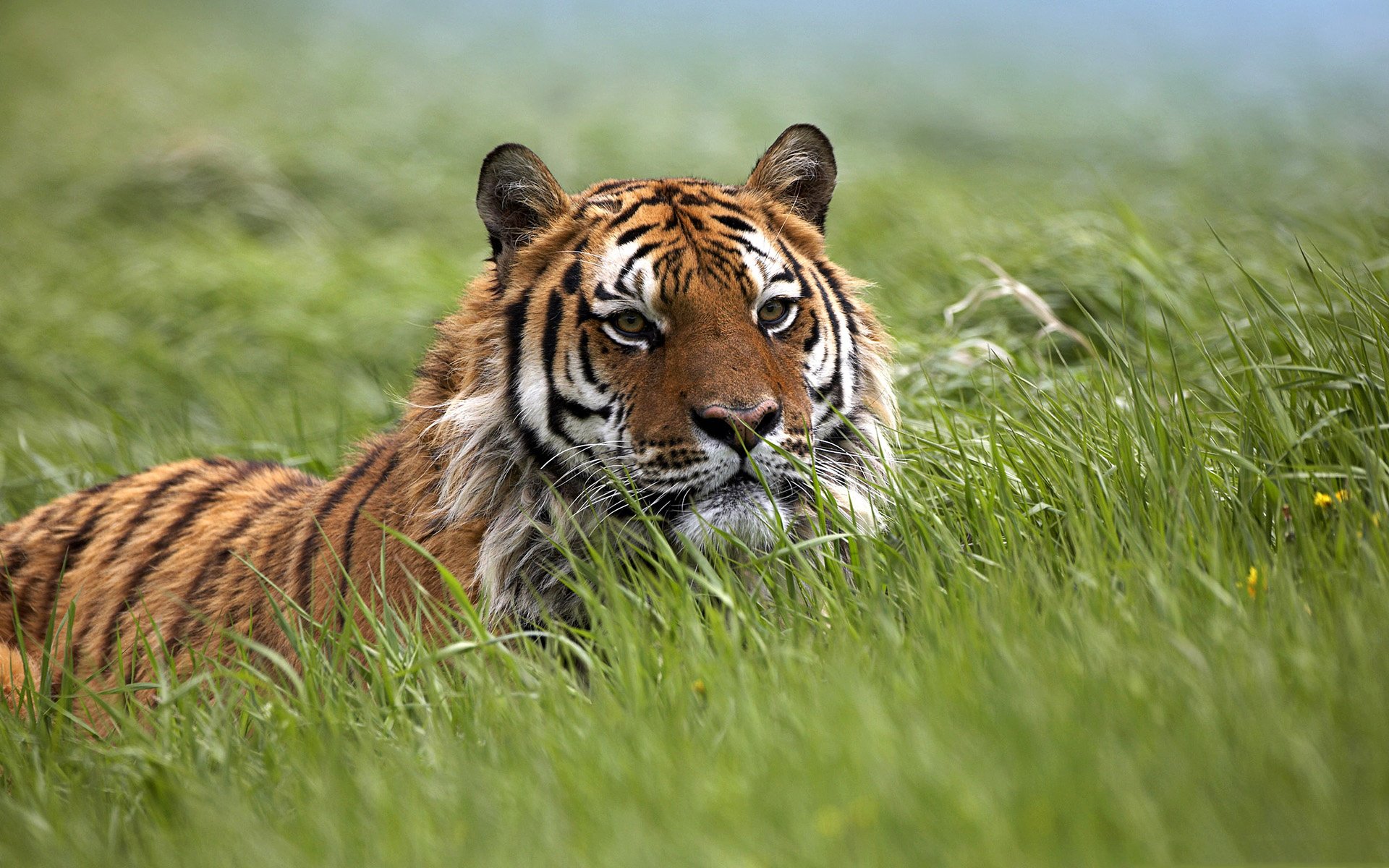 A majestic tiger lounges in lush green grass, capturing the essence of wildlife. This HD wallpaper evokes a tranquil, natural setting.