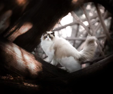 ragdoll Animal cat HD Desktop Wallpaper | Background Image