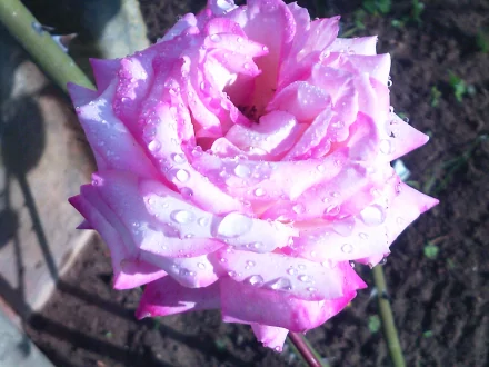  rose ...pink