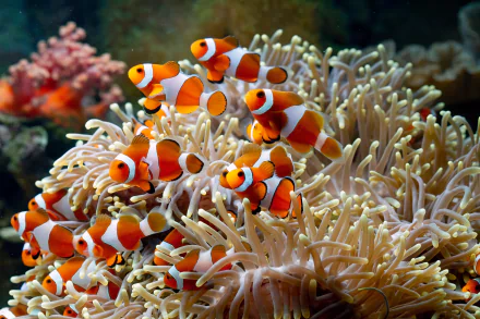 Animal clownfish HD Desktop Wallpaper | Background Image