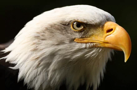 A striking close-up of a bald eagle, showcasing its fierce gaze and detailed feathers, serves as a captivating HD wallpaper and background.